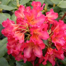 Rododendro rosa 'Golden Gate'